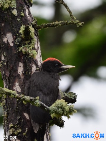 желна слёток
19 года рождения. уже летает

Просмотров: 664
Комментариев: 1