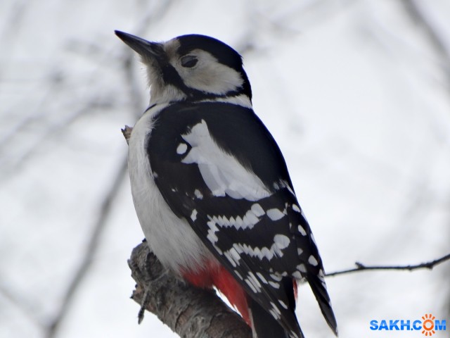 _н

Просмотров: 329
Комментариев: 0