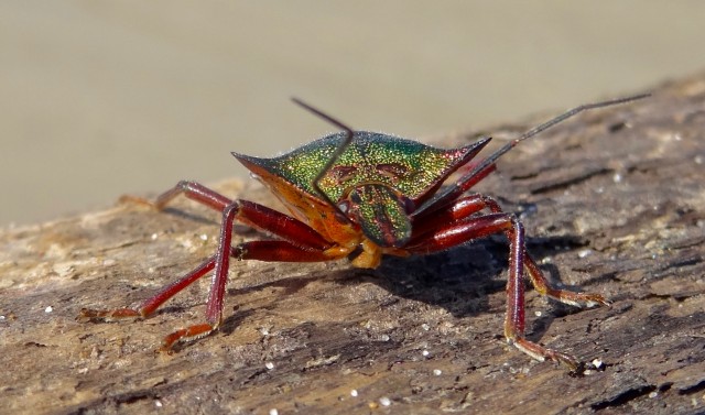 DSC06746
Фотограф: Сергей Буркацкий

Просмотров: 735
Комментариев: 0