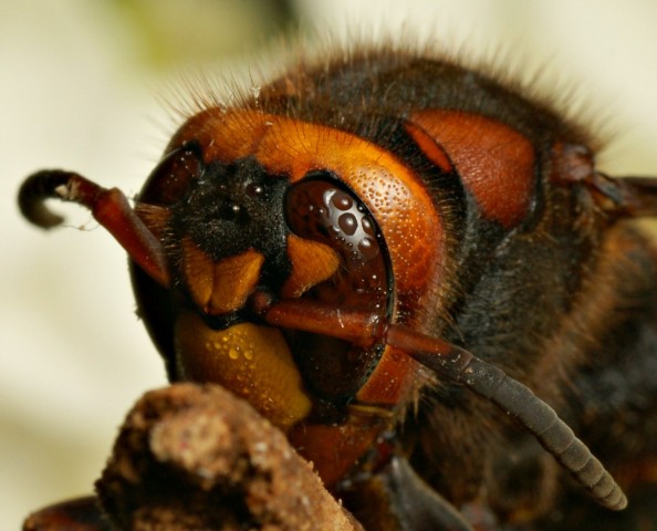 DSC00880
Фотограф: Сергей Буркацкий

Просмотров: 437
Комментариев: 0