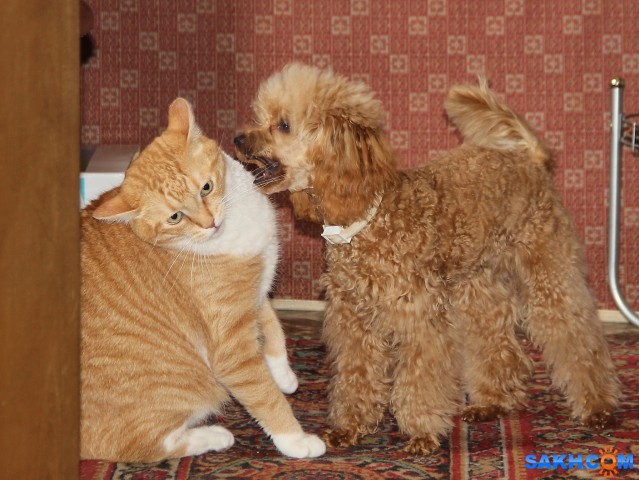 Друзья

Просмотров: 911
Комментариев: 3