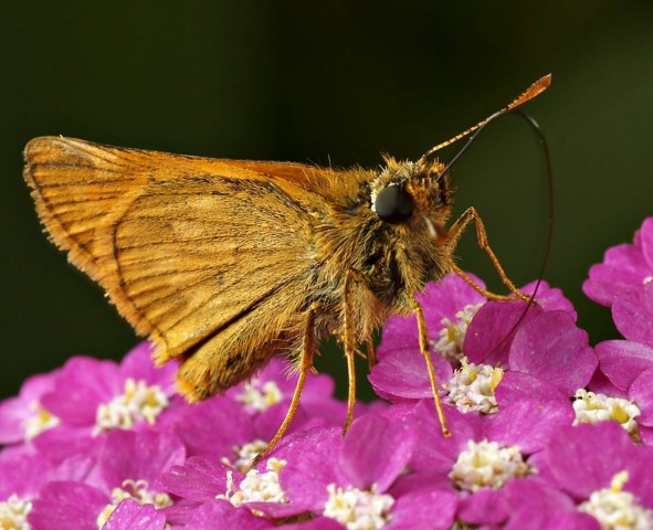 DSC01908
Фотограф: Сергей Буркацкий

Просмотров: 512
Комментариев: 0