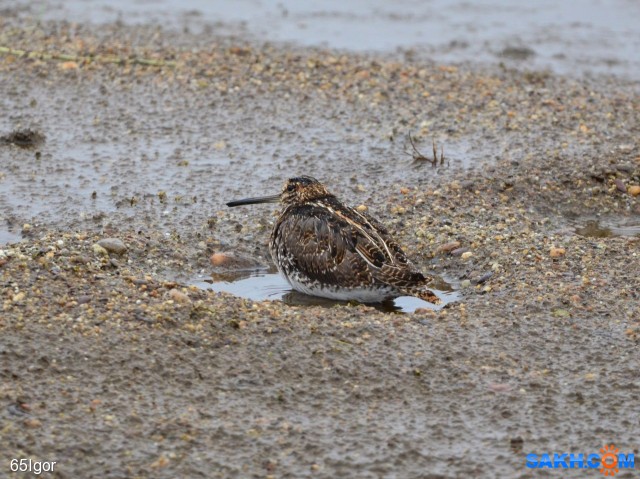 каждому кулику своё болото

Просмотров: 641
Комментариев: 1