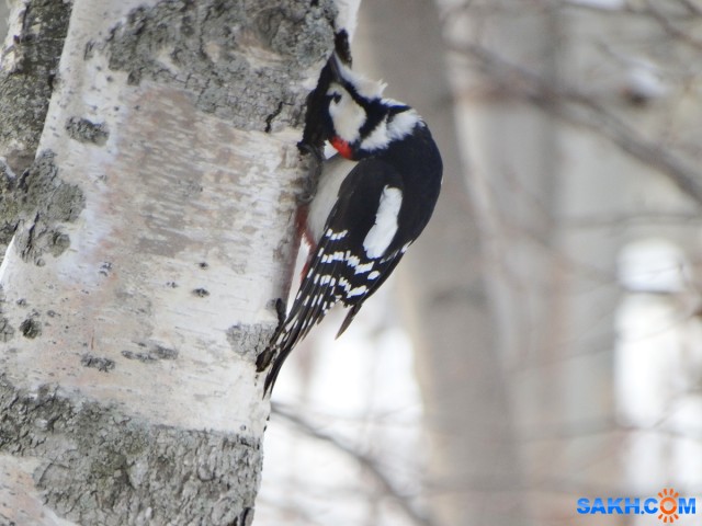 DSC03457_н
Хорошо, когда голова поворачивается на 180 градусов.
Просмотров: 530
Комментариев: 0