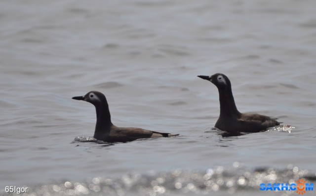 очковый чистик

Просмотров: 488
Комментариев: 0