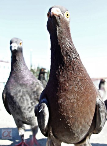 ***

Просмотров: 924
Комментариев: 0