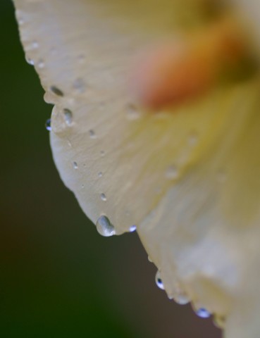 DSC01917
Фотограф: Сергей Буркацкий

Просмотров: 1058
Комментариев: 0