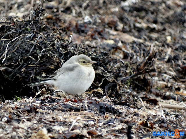 DSC04750

Просмотров: 609
Комментариев: 0