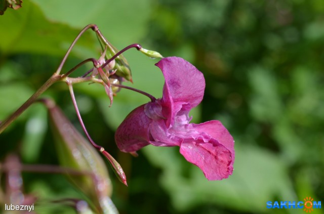 Недотрога железистая
Фотограф: NIK

Просмотров: 437
Комментариев: 0