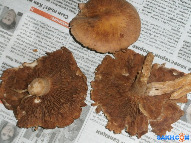 P9210711