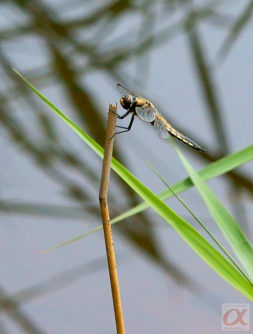 ***
Фотограф: Сергей Буркацкий

Просмотров: 820
Комментариев: 0