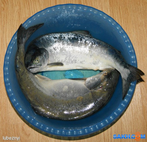 знак зодиака
Фотограф: NIK
"Рыбы"

Просмотров: 568
Комментариев: 0