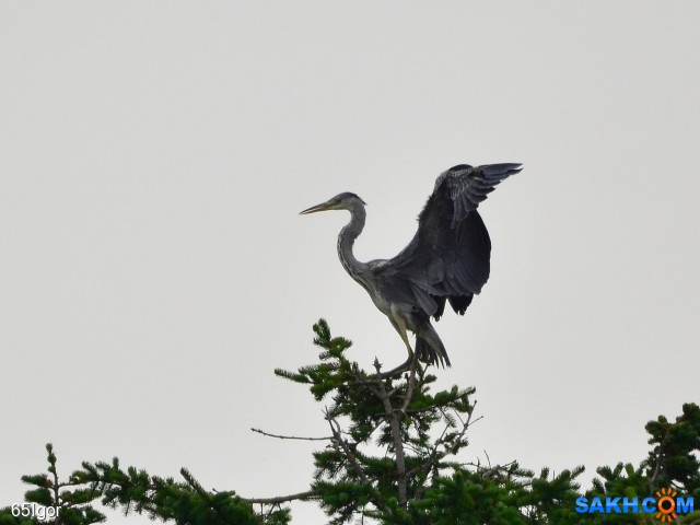 дракон

Просмотров: 514
Комментариев: 0