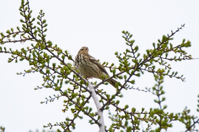 Пятнистый конёк
Фотограф: VictorV
Olive-backed Pipit
Просмотров: 668
Комментариев: 0