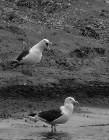 DSC04781
Фотограф: Сергей Буркацкий

Просмотров: 415
Комментариев: 0