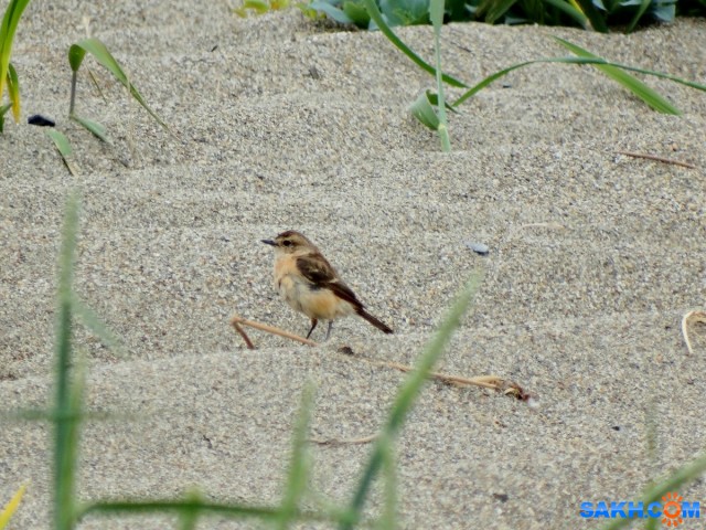 Черноголовый чекан (самка)

Просмотров: 723
Комментариев: 0