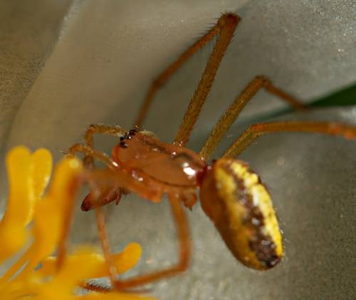 DSC05603
Фотограф: Сергей Буркацкий

Просмотров: 477
Комментариев: 0