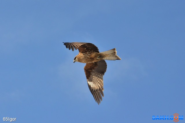 коршун черный

Просмотров: 1001
Комментариев: 0