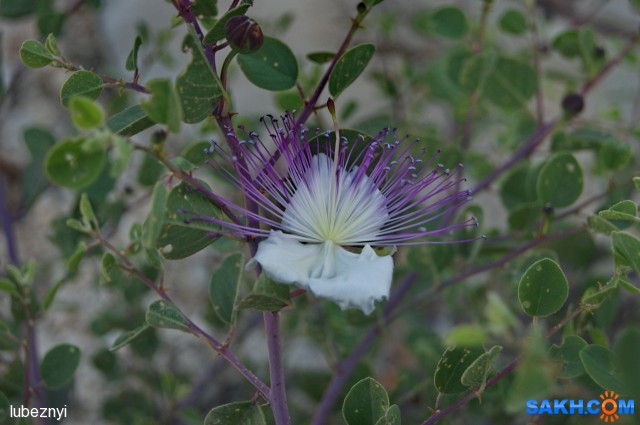 аленький цветок
Фотограф: NIK

Просмотров: 623
Комментариев: 0
