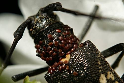 DSC05530
Фотограф: Сергей Буркацкий

Просмотров: 352
Комментариев: 0