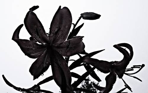 DSC00834
Фотограф: Сергей Буркацкий

Просмотров: 271
Комментариев: 0