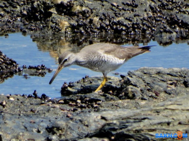 Сибирский пепельный улит

Просмотров: 388
Комментариев: 0