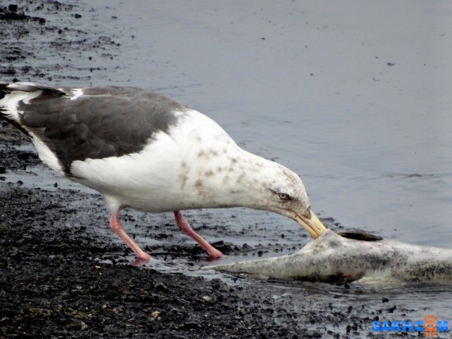 DSC07763_н

Просмотров: 685
Комментариев: 1