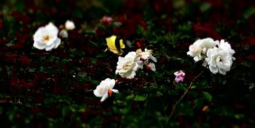 DSC03072
Фотограф: Сергей Буркацкий

Просмотров: 403
Комментариев: 0