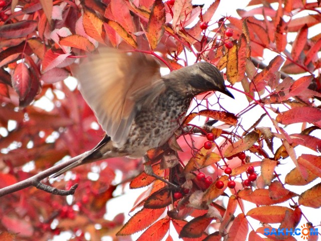 Бурый дрозд

Просмотров: 653
Комментариев: 2