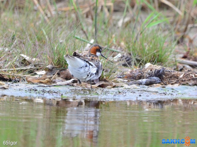 курочка
плавунчик круглоносый(анива)

Просмотров: 686
Комментариев: 0