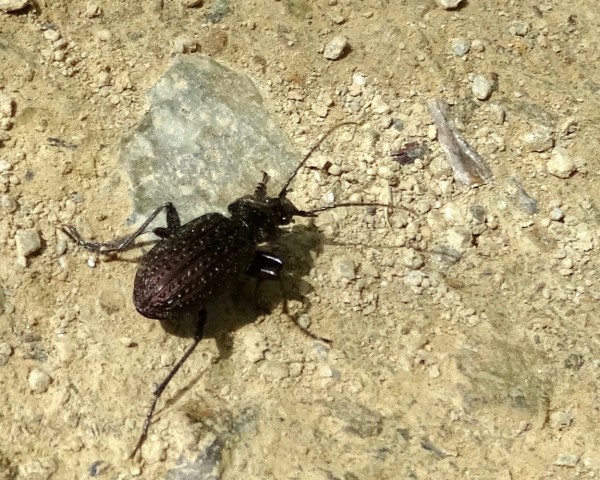 DSC03475
Фотограф: Сергей Буркацкий

Просмотров: 659
Комментариев: 0