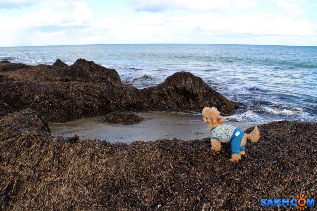 Люся

Просмотров: 475
Комментариев: 1