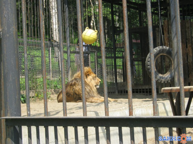  в зоопарке
Фотограф: mrnsin

Просмотров: 7074
Комментариев: 0