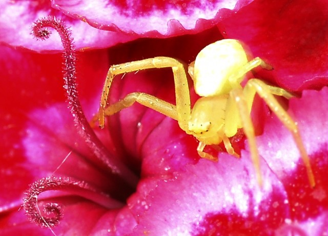 DSC01893
Фотограф: Сергей Буркацкий

Просмотров: 528
Комментариев: 0