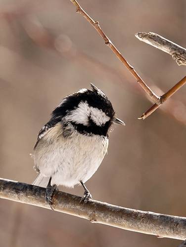 DSC06904
Фотограф: Сергей Буркацкий

Просмотров: 417
Комментариев: 0