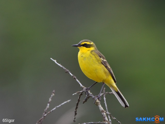 зеленоголовая трясогузка

Просмотров: 609
Комментариев: 1