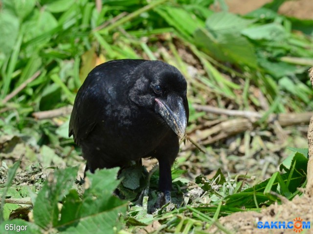 ворона большеклювая
ещё в песочнице

Просмотров: 559
Комментариев: 0