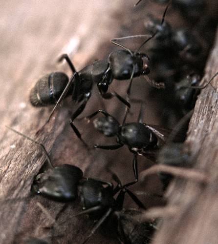 DSC05470
Фотограф: Сергей Буркацкий

Просмотров: 396
Комментариев: 0