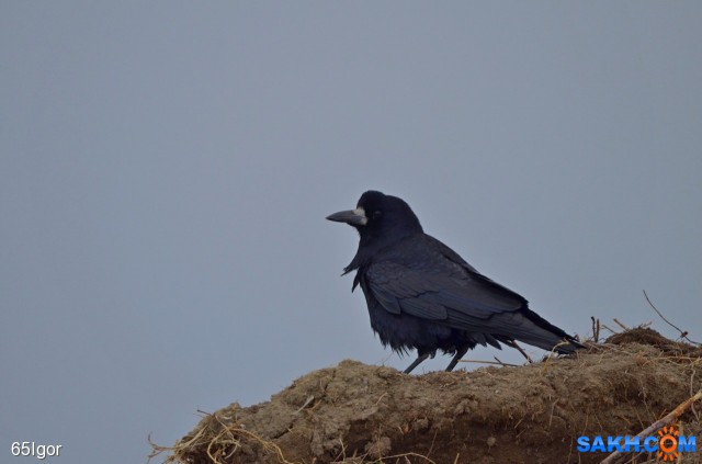 грач
долинский р-н

Просмотров: 493
Комментариев: 0