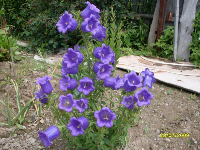 Колокольчик
Фотограф: Maricha

Просмотров: 1168
Комментариев: 0