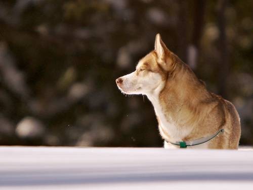 DSC04993
Фотограф: Сергей Буркацкий

Просмотров: 484
Комментариев: 0