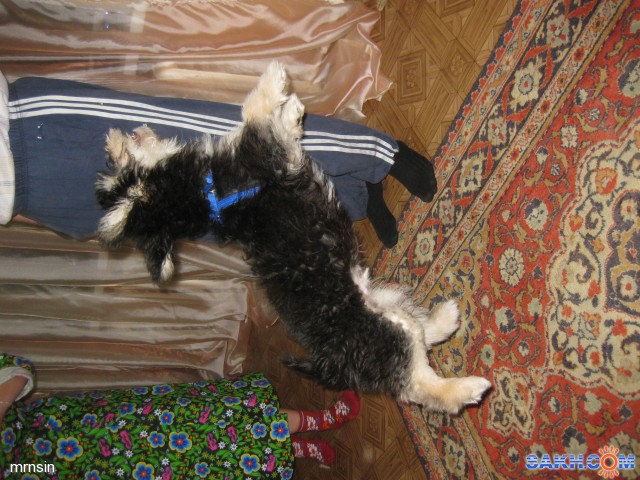 В прыжке!
Фотограф: Maricha

Просмотров: 7217
Комментариев: 0