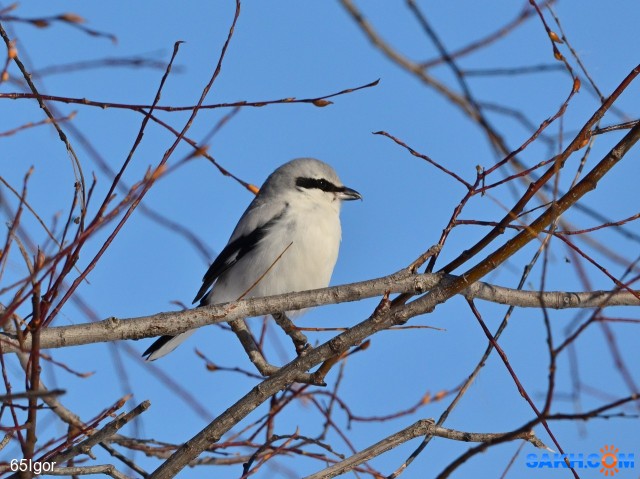 сорокопут серый

Просмотров: 605
Комментариев: 1