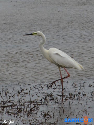 цапля белая

Просмотров: 1108
Комментариев: 0