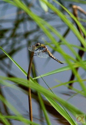 ***
Фотограф: Сергей Буркацкий

Просмотров: 779
Комментариев: 2