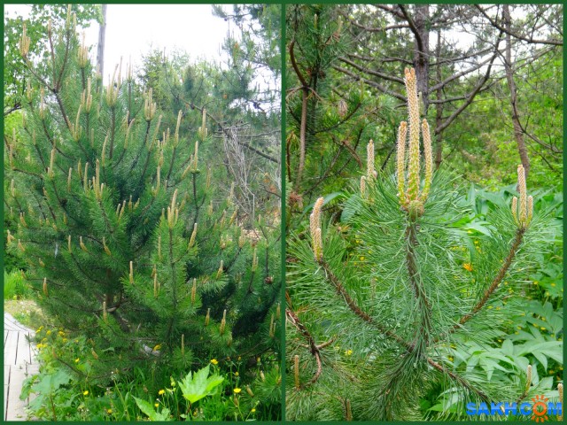 MyCollages-1