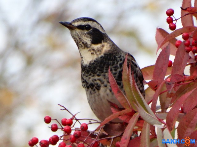 Дрозды прилетели

Просмотров: 812
Комментариев: 2