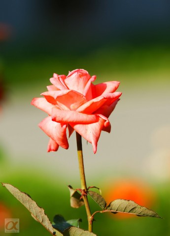 ***
Фотограф: Сергей Буркацкий

Просмотров: 1016
Комментариев: 0