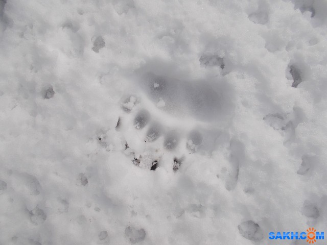 След медведя на правом берегу р. Уюновки

Просмотров: 726
Комментариев: 0