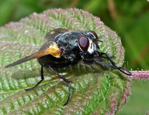 DSC03605
Фотограф: Сергей Буркацкий

Просмотров: 411
Комментариев: 0